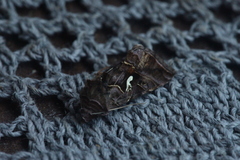 Autographa mandarina