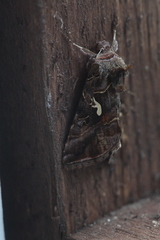 Autographa mandarina