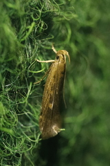 Helcystogramma triannulella