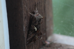 Autographa mandarina