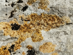 Xanthocarpia ochracea