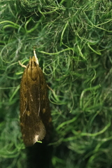 Helcystogramma triannulella