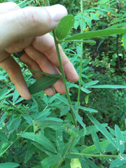 Desmodium sessilifolium