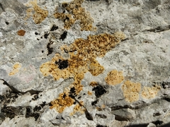 Xanthocarpia ochracea