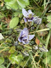 Swertiinae