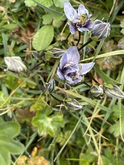 Swertiinae