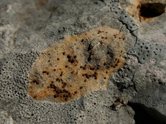 Xanthocarpia ochracea