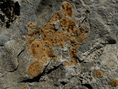 Xanthocarpia ochracea