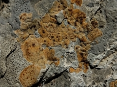 Xanthocarpia ochracea