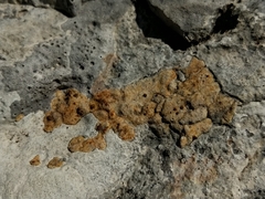 Xanthocarpia ochracea