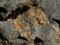 Xanthocarpia ochracea