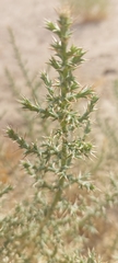 Cornulaca