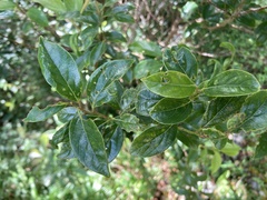 Nothaphoebe konishii