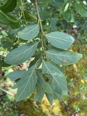 Nothaphoebe konishii