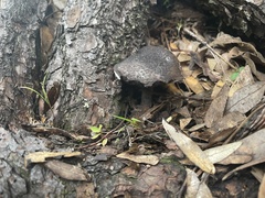 Strobilomyces confusus