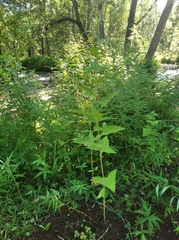 Parasenecio hastatus