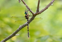Macromia pacifica × taeniolata