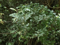 Elaeagnus formosensis
