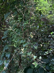 Elaeagnus formosensis