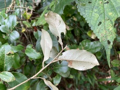 Elaeagnus formosensis