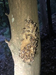 Parapolybia nodosa