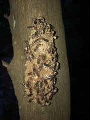 Parapolybia nodosa