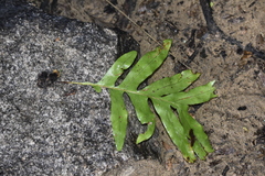 Microsorum scolopendria