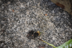 Microsorum scolopendria