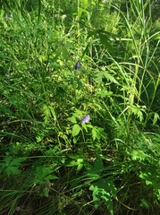 Aconitum fischeri