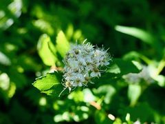 Spiraea stevenii