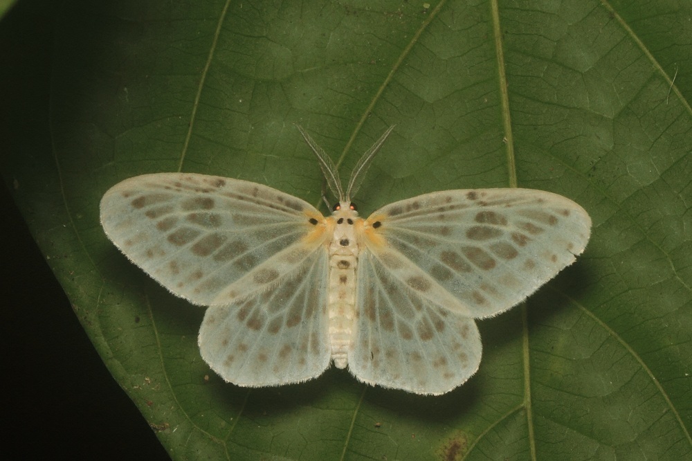 Genusa