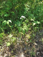 Achillea alpina