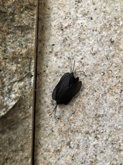 Histia flabellicornis orientalis