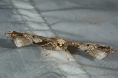 Gonodontis pallida