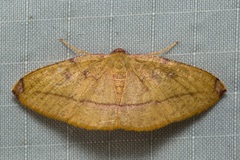 Heterolocha pyreniata