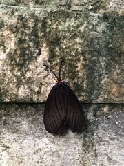Histia flabellicornis orientalis