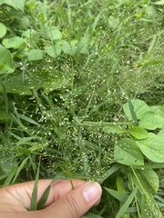 Eragrostis tenella