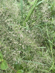 Eragrostis tenella