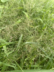 Eragrostis tenella