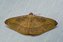Heterolocha pyreniata