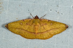 Heterolocha pyreniata
