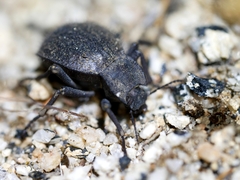 Stenomorpha muricatula