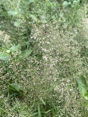 Eragrostis tenella