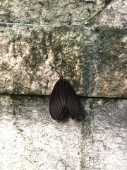 Histia flabellicornis orientalis