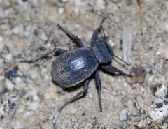 Stenomorpha muricatula