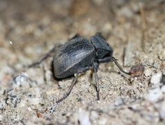 Stenomorpha muricatula