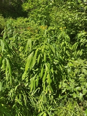 Jacobaea cannabifolia