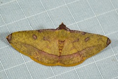 Heterolocha pyreniata