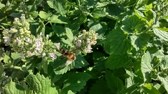 Apis mellifera