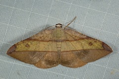 Hypochrosis hyadaria